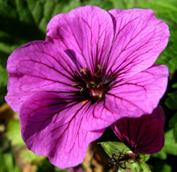 Geranium35