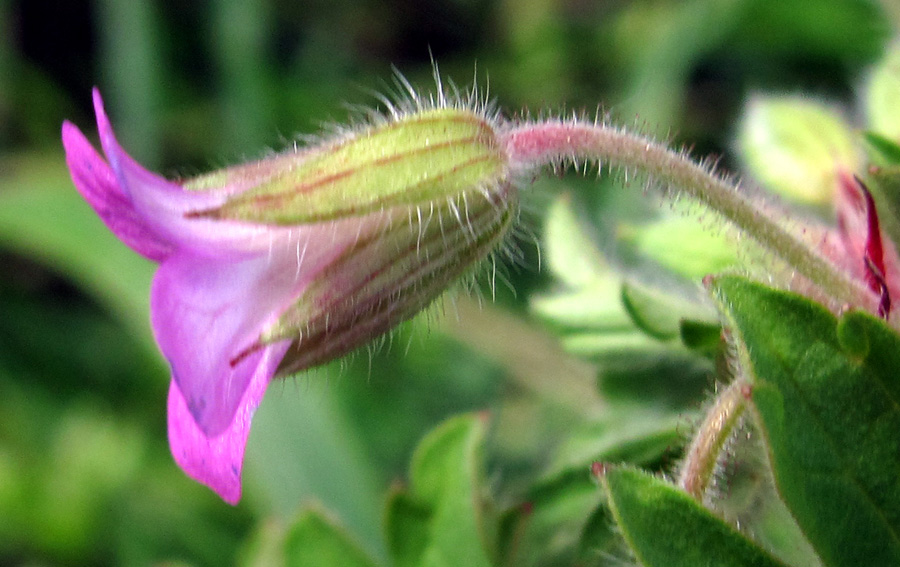 Geranium2b