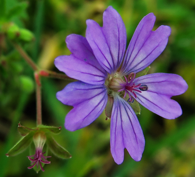 Geranium7c