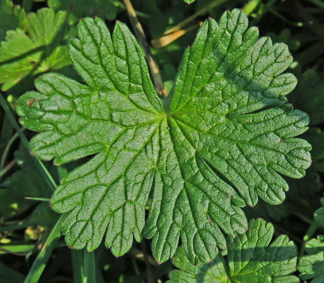 Geranium5
