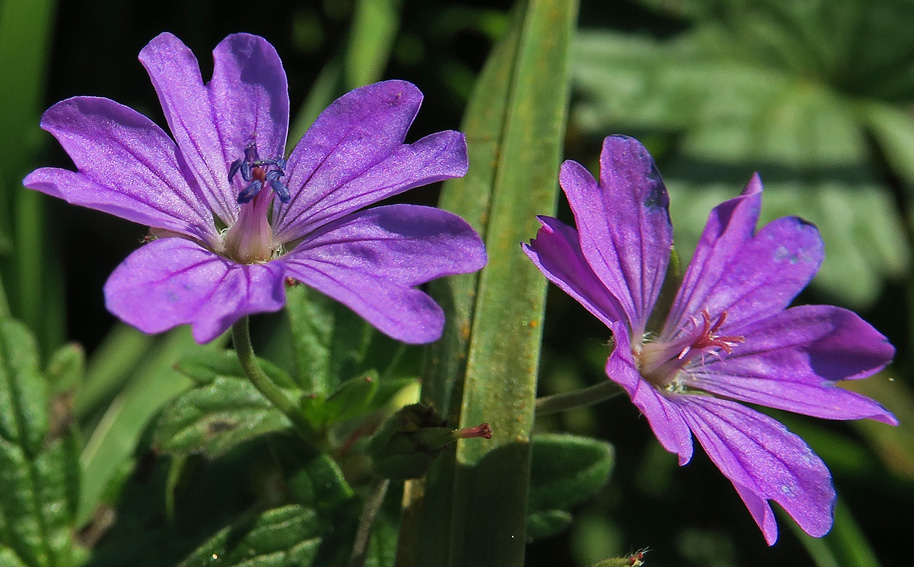 Geranium6a