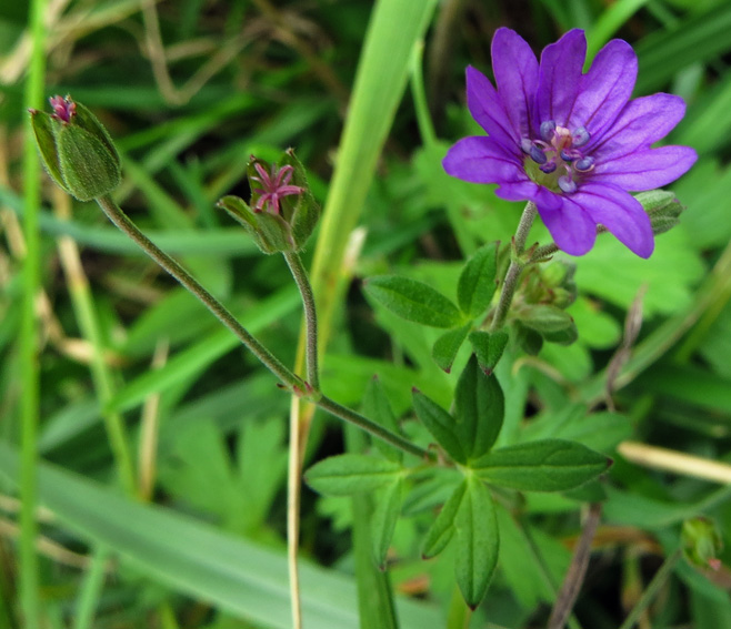 Geranium7a