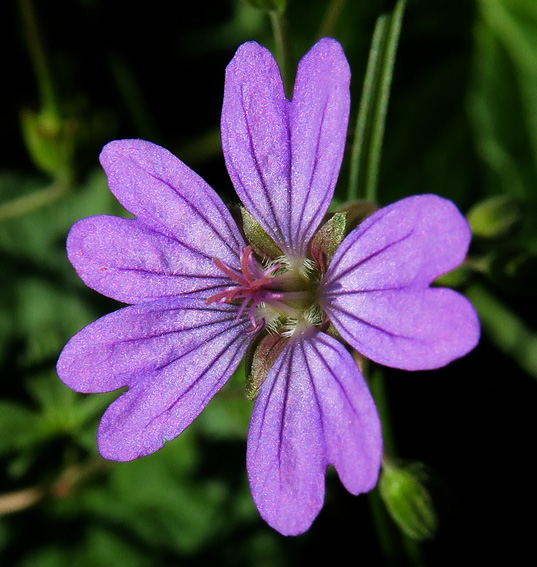 Geranium7b