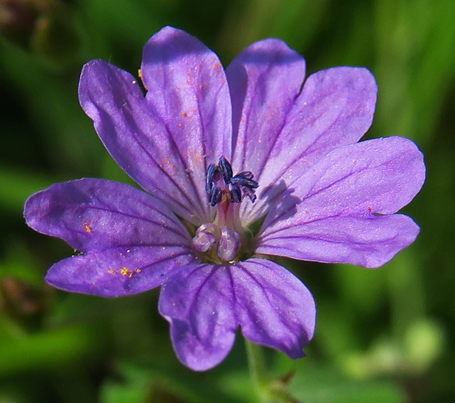 Geranium6