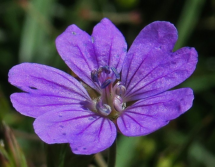 Geranium7d