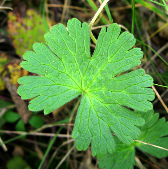 Geranium5