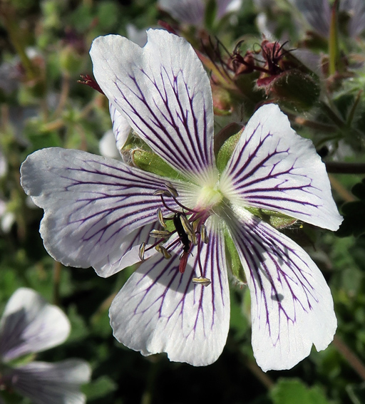 Geranium64