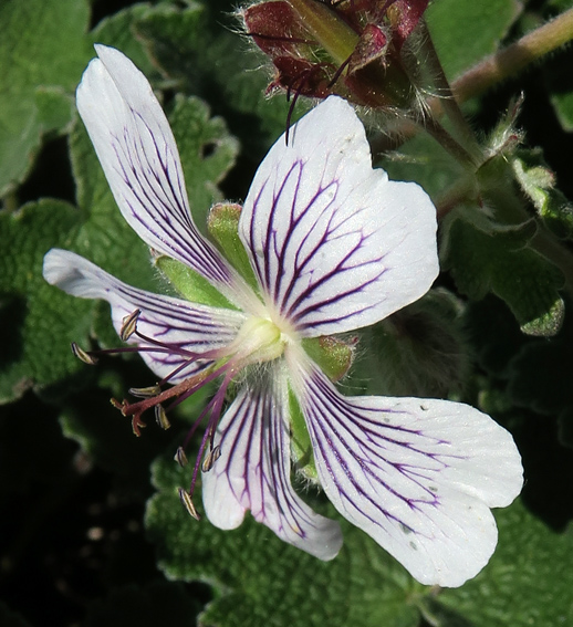 Geranium65