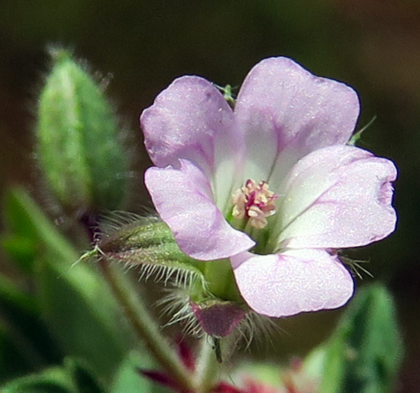 Geranium60