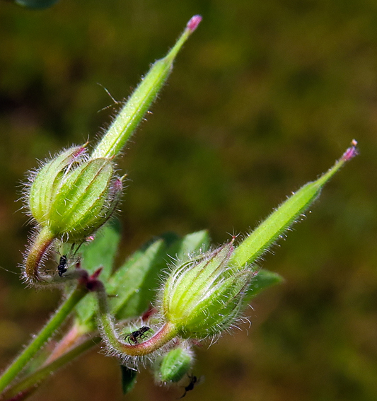 Geranium61