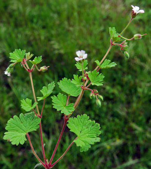 Geranium59