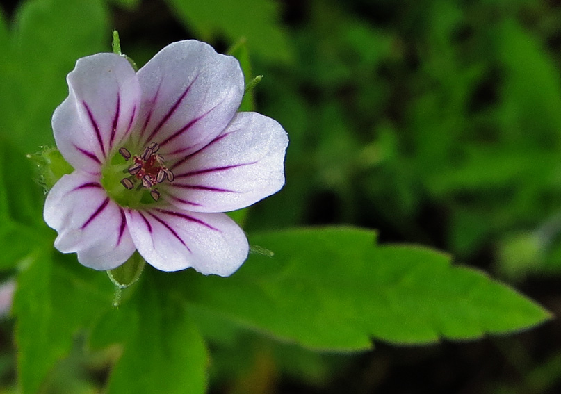 Geranium44