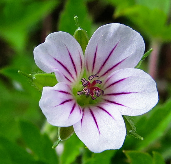 Geranium45