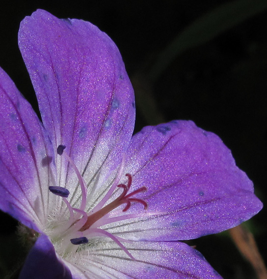 Geranium29