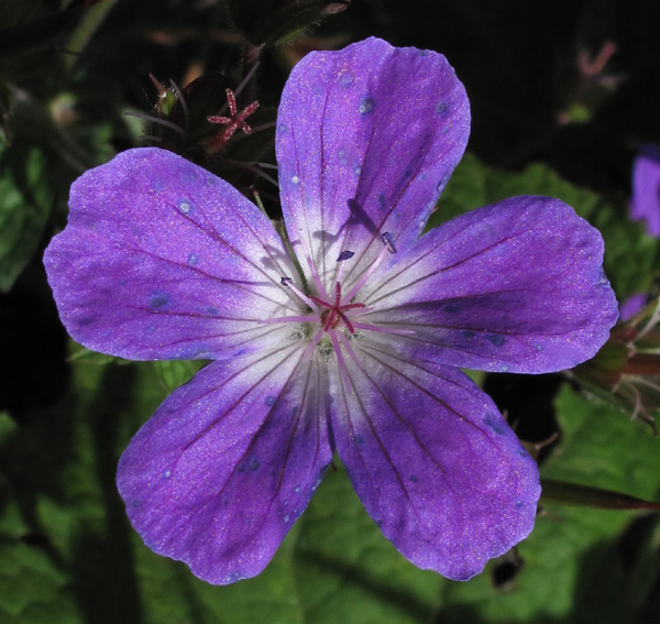 Geranium28