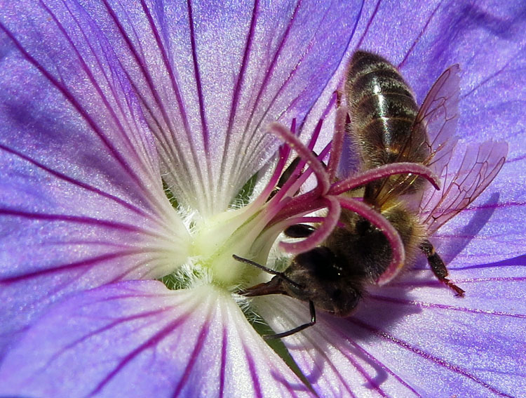 Geranium30a