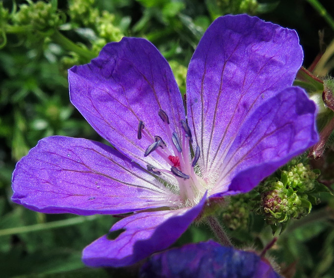 Geranium30b