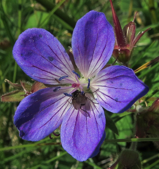 Geranium30c