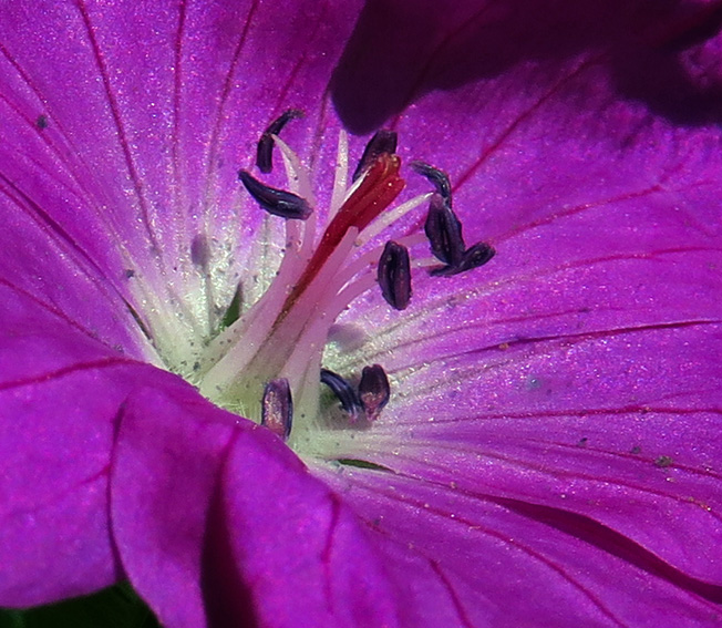 Geranium30d