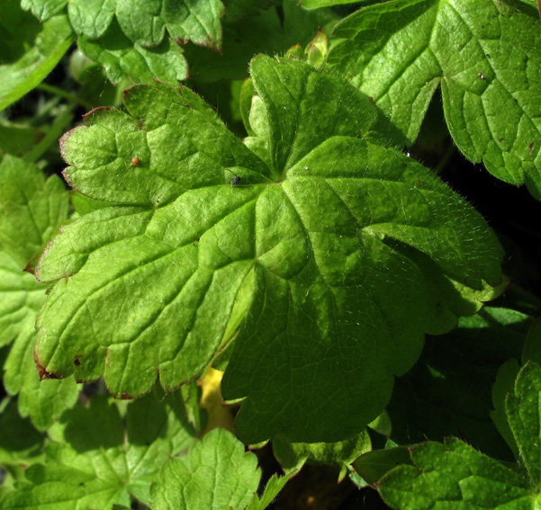 Geranium18