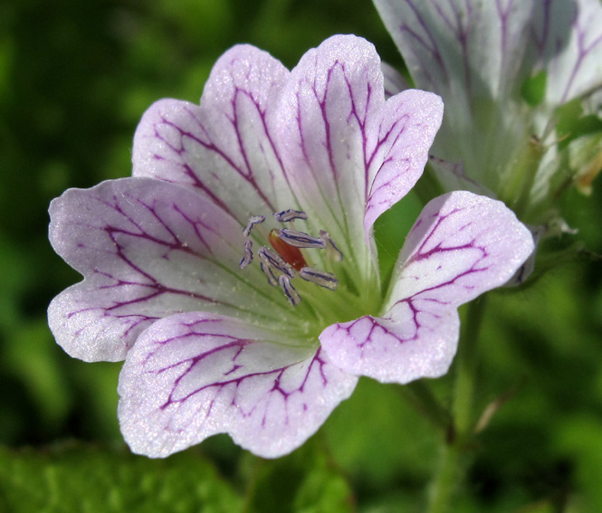 Geranium19