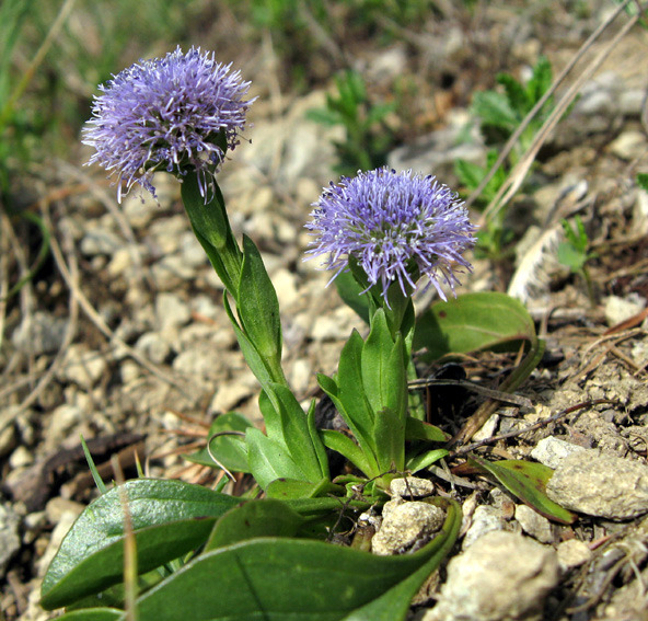 Globularia2