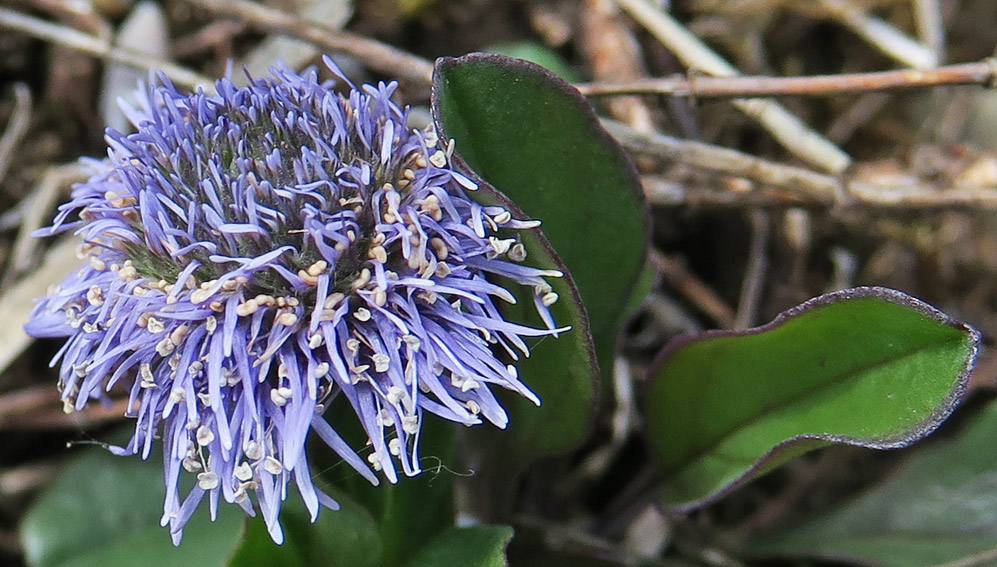 Globularia3b