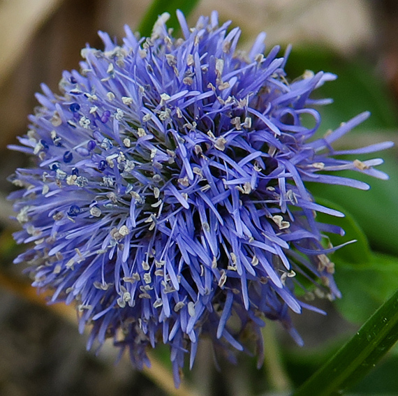 Globularia3