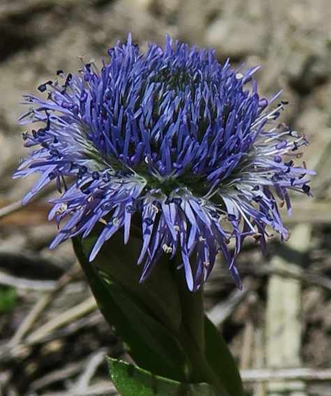 Globularia3a