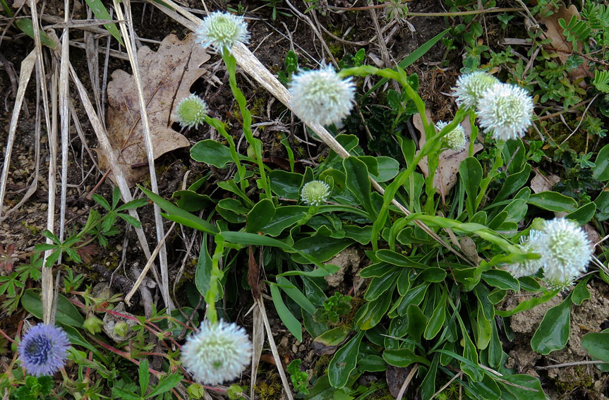 Globularia3e