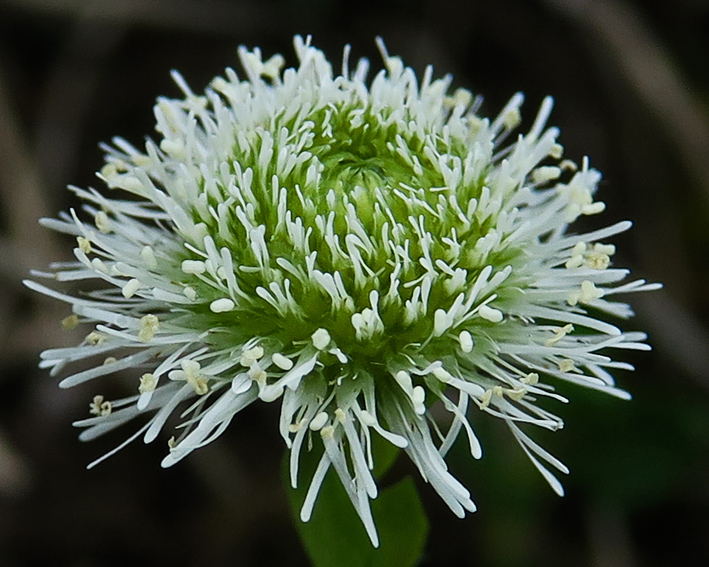 Globularia3f