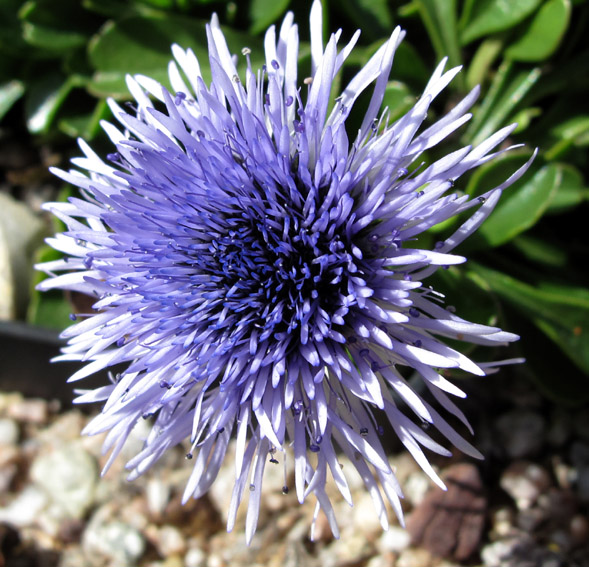 Gllobularia6