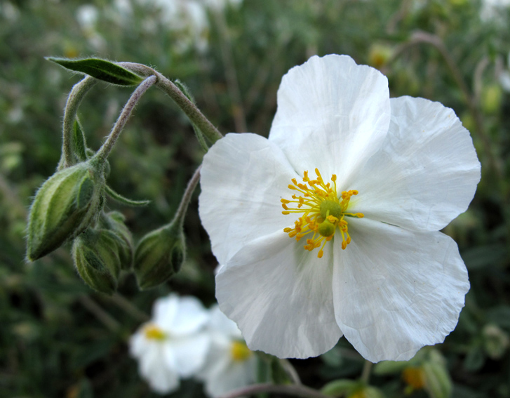 Helianthemum9