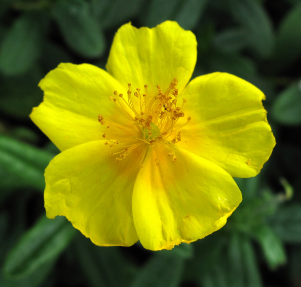 helianthemum7