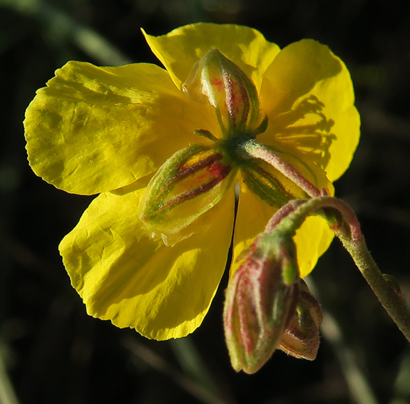 Helianthemum4d