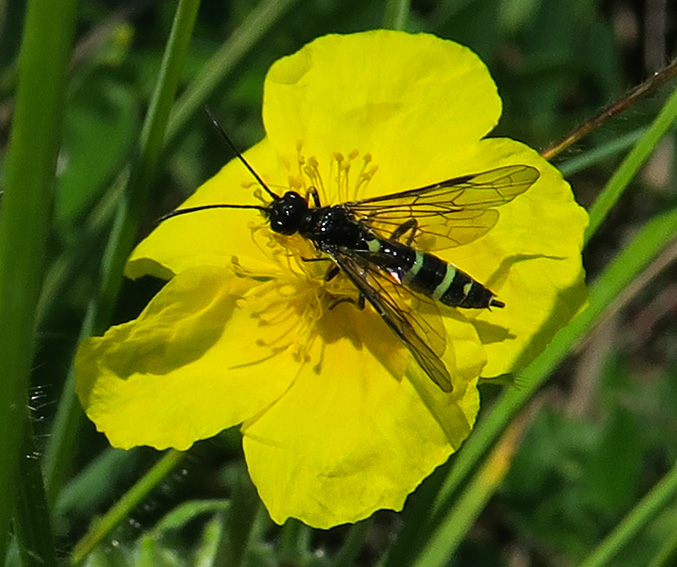 helianthemum4b