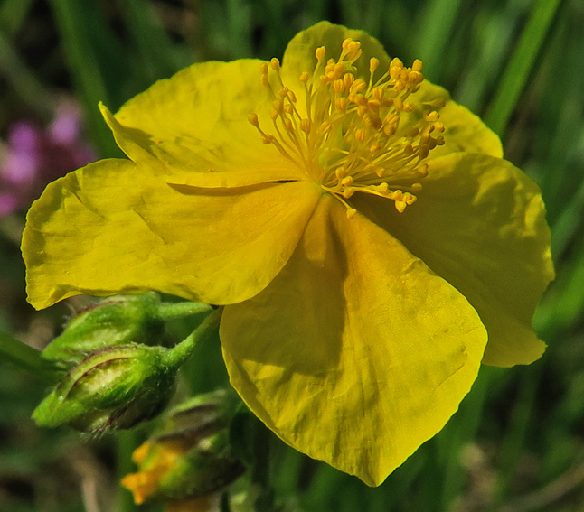 helianthemum4a