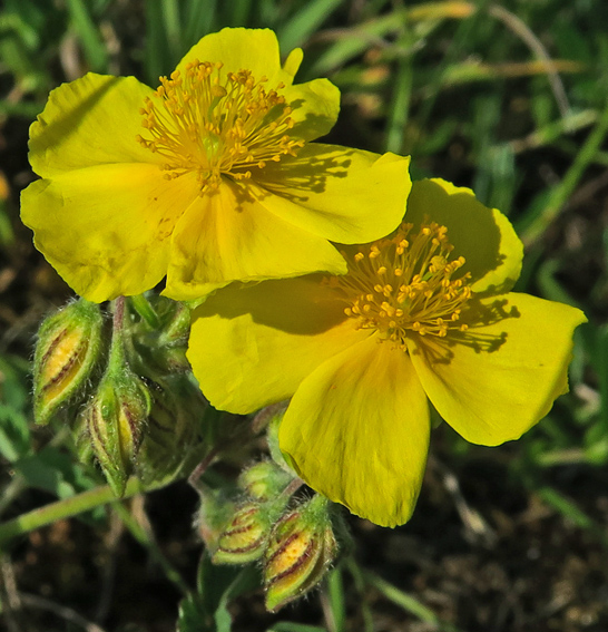 Helianthemum2