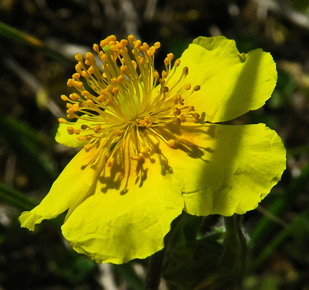 Helianthemum4c