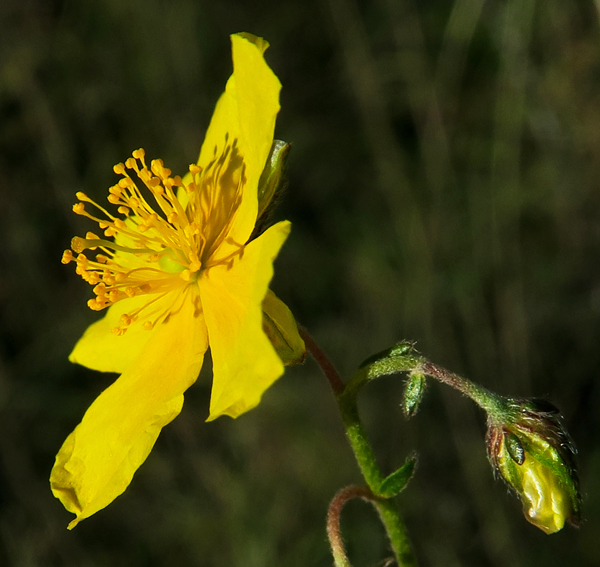 Helianthemum3