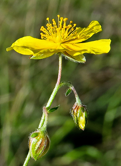 Helianthemum4