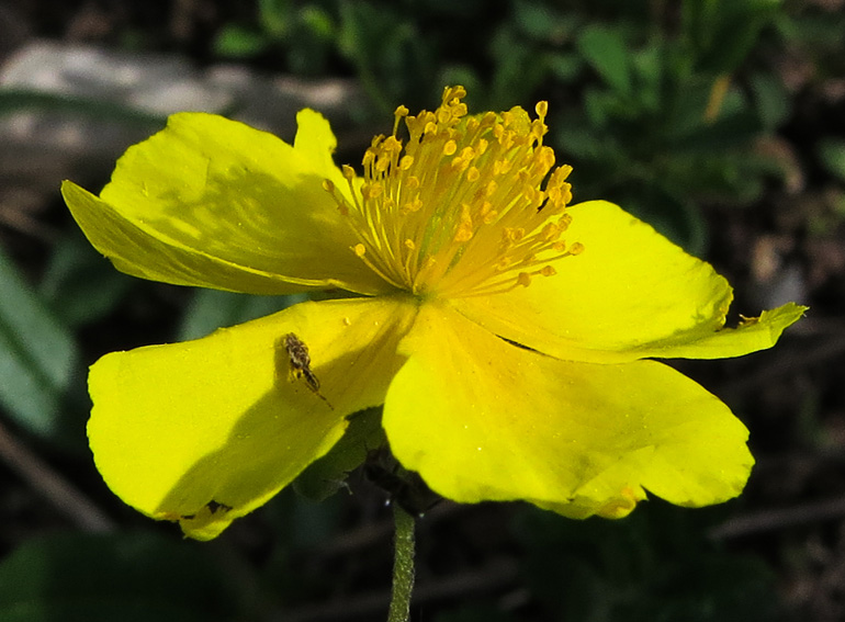 Helianthemum7a