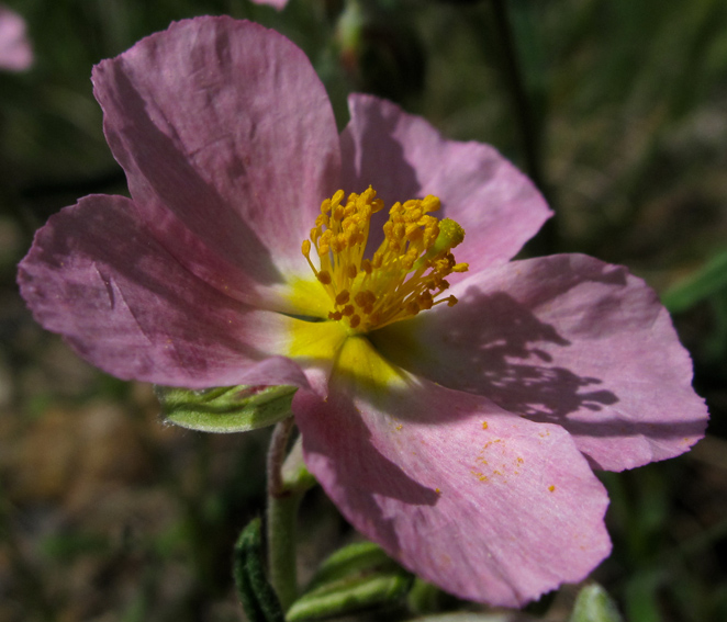 Helianthemum14