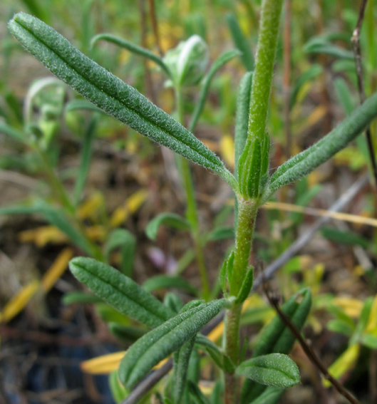 Helianthemum11