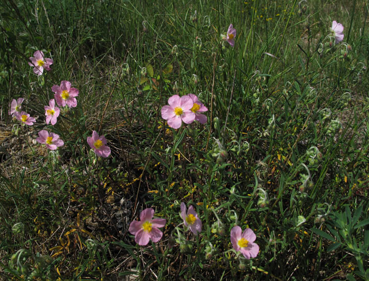 helianthemum10