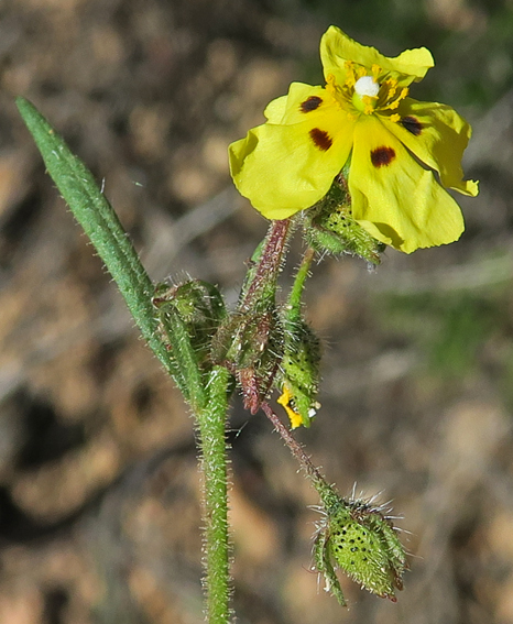 Tuberaria1