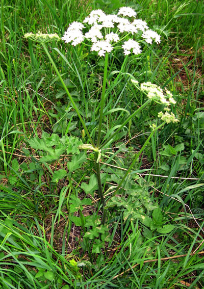 Heracleum1