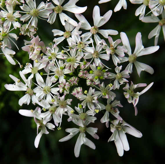 Heracleum5a