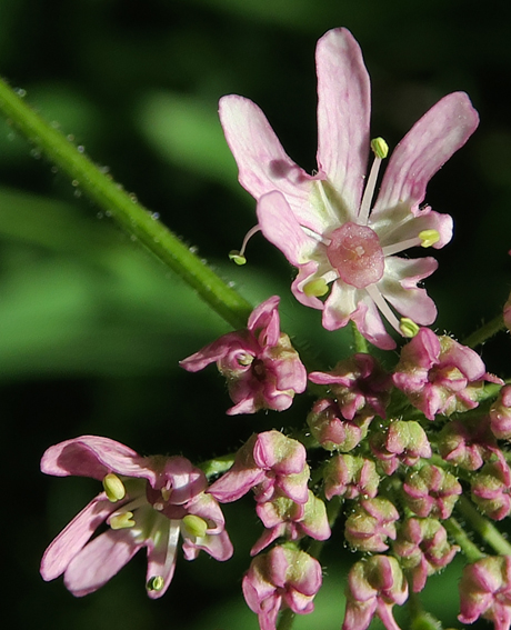 Heracleum6c