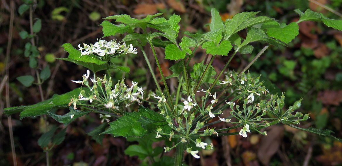 Heracleum6d